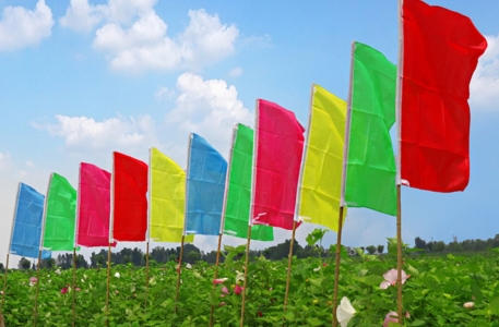 Lá Cờ Chuối – Xưởng May Cờ Hoàng Gia Uy Tín, Chuyên Nghiệp Tại Hà Nội